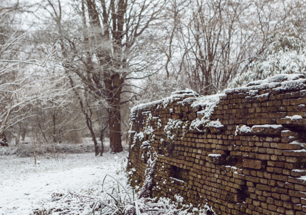 Ontdek
de wereld
van bomen
en struiken