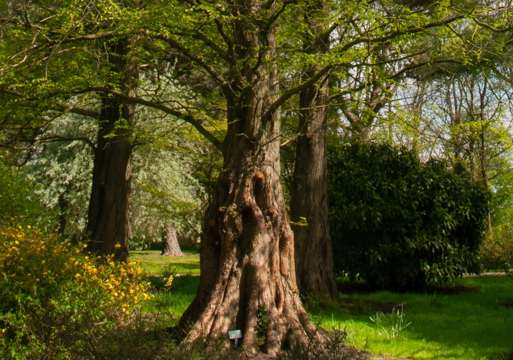 Hallo, ik ben 
de Chinese
Moerascipres